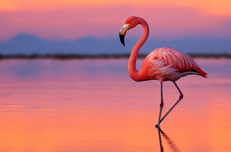 Flamingo Finance obraz